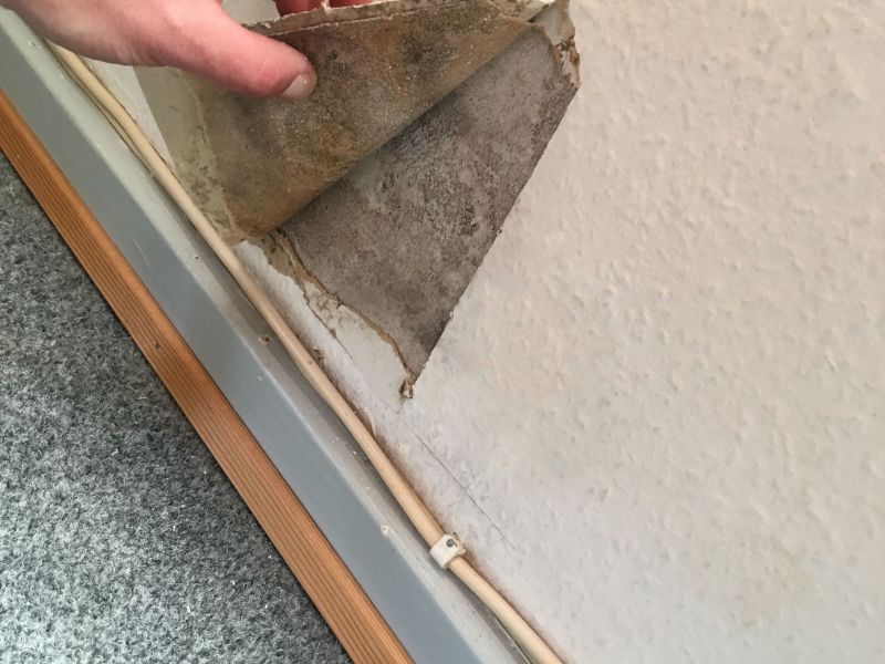 symptomer på skimmelsvamp i huset
